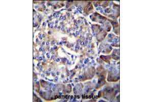 HIP1R Antibody immunohistochemistry analysis in formalin fixed and paraffin embedded human pancreas tissue followed by peroxidase conjugation of the secondary antibody and DAB staining. (HIP1 antibody  (N-Term))