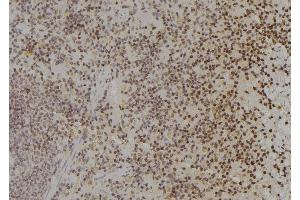 ABIN6277191 at 1/100 staining Rat spleen tissue by IHC-P. (Histone 3 antibody  (N-Term))