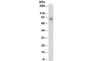 Western blot testing of human peripheral blood lymphocyte lysate with Myeloperoxidase antibody at 0. (Myeloperoxidase antibody)