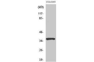 Western Blotting (WB) image for anti-Ras Association (RalGDS/AF-6) Domain Family Member 4 (RASSF4) (Internal Region) antibody (ABIN3186696) (RASSF4 antibody  (Internal Region))