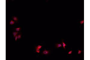 ABIN6267058 staining HeLa cells by IF/ICC. (HIF1A antibody  (Internal Region))