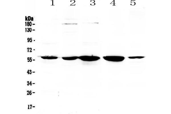 ETV6 anticorps  (AA 327-448)