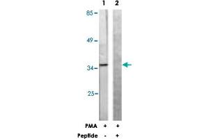 Western blot analysis of extracts from Jurkat cells, treated with PMA (125 ng/mL, 30 mins), using PEA15 polyclonal antibody . (PEA15 antibody  (Ser116))