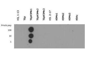 Dot Blot of Rabbit Histone H3 [Monomethyl Lys9, p Thr6] Antibody. (Histone 3 antibody  (H3K9me, pThr6))
