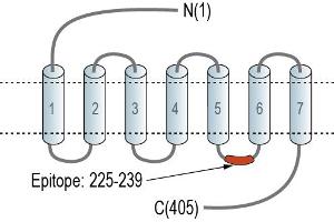 Representative domain view of the target of ABIN7581885.