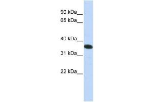 C21ORF59 antibody used at 1 ug/ml to detect target protein.
