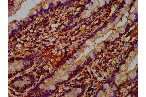 IHC image of ABIN7167562 diluted at 1:400 and staining in paraffin-embedded human small intestine tissue performed on a Leica BondTM system.