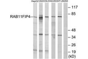 Western blot analysis of extracts from 293/COLO/HuvEc/HepG2/HT-29 cells, using RAB11FIP4 Antibody.