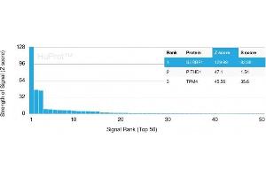 Analysis of Protein Array containing more than 19,000 full-length human proteins using PAI-RBP1 Mouse Monoclonal Antibody (SERBP1/3493). (SERBP1 antibody  (AA 3-139))