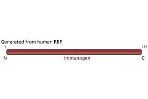 Image no. 3 for anti-Retinol Binding Protein 4, Plasma (RBP4) (AA 1-135) antibody (ABIN967847) (RBP4 antibody  (AA 1-135))