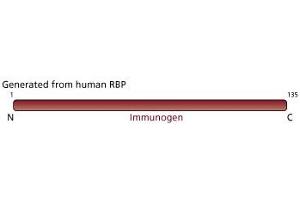 Image no. 3 for anti-Retinol Binding Protein 4, Plasma (RBP4) (AA 1-135) antibody (ABIN967847) (RBP4 antibody  (AA 1-135))