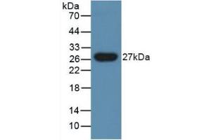 Figure. (PGLYRP1 antibody  (AA 18-183))