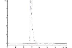 The purity of Human NKp46 is greater than 95 % as determined by SEC-HPLC. (NCR1 Protein (AA 22-255) (mFc Tag))