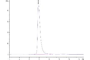The purity of Human NKp46 is greater than 95 % as determined by SEC-HPLC. (NCR1 Protein (mFc Tag))