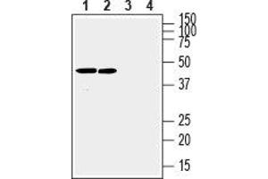 Western blot analysis of rat (lanes 1 and 3) and mouse (lanes 2 and 4) brain membranes: - 1,2. (Connexin 31 antibody  (C-Term, Intracellular))