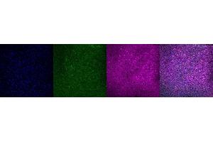 Immunohistochemistry (IHC) image for anti-Purkinje Cell Protein 4 (PCP4) antibody (ABIN7456266) (PCP4 antibody)
