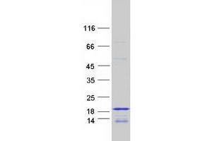 Validation with Western Blot (HIST3H2BB Protein (Myc-DYKDDDDK Tag))