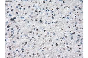 Image no. 1 for anti-P450 (Cytochrome) Oxidoreductase (POR) antibody (ABIN1497746) (POR antibody)