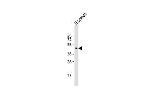 Western Blot at 1:500 dilution + human spleen lysate Lysates/proteins at 20 ug per lane. (RNF135 antibody  (C-Term))