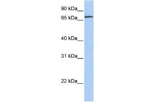 Western Blotting (WB) image for anti-Zinc Finger Protein 548 (ZNF548) antibody (ABIN2458220) (ZNF548 antibody)