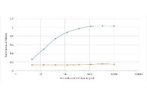 Recombinant D-Dimer antibody