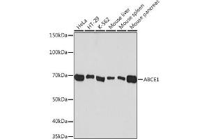 Western blot analysis of extracts of various cell lines, using  Rabbit mAb (ABIN7265739) at 1:1000 dilution. (ABCE1 antibody)