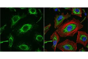 ICC/IF Image Importin 7 antibody [C3], C-term detects Importin 7 protein at cytoplasm by immunofluorescent analysis. (IPO7 antibody  (C-Term))