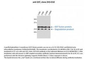 Image no. 1 for anti-Glutathione S Transferase (GST) antibody (ABIN1042595) (GST antibody)