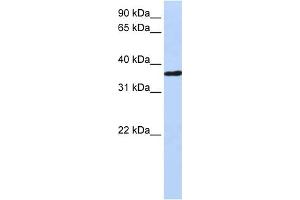 WB Suggested Anti-CHORDC1 Antibody Titration: 0. (CHORDC1 antibody  (Middle Region))