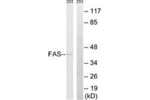 Western blot analysis of extracts from 293 cells, using FAS (Ab-291) Antibody.