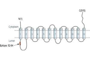 anti-Solute Carrier Family 18 (Vesicular Monoamine Transporter), Member 2 (SLC18A2) (1st Lumenal Region), (AA 52-64) antibody (Atto 488)