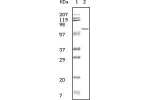 Western Blotting (WB) image for anti-Bovine Serum Albumin (BSA) antibody (ABIN2464022)
