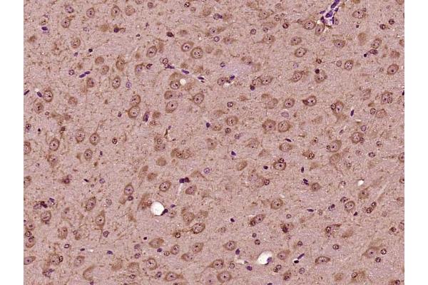 GLT25D2 antibody  (AA 501-600)