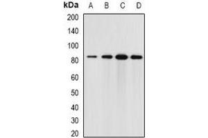 Western blot analysis of Elmo3 expression in HT29 (A), mouse brain (B), mouse kidney (C), rat lung (D) whole cell lysates.