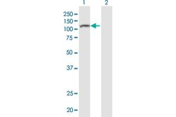 NALP8 antibody  (AA 1-1048)