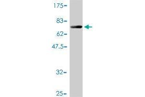 Western Blot detection against Immunogen (64. (HIF1AN antibody  (AA 1-349))