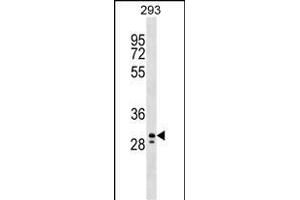 PEF1 Antibody (Center) (ABIN1538704 and ABIN2848970) western blot analysis in 293 cell line lysates (35 μg/lane). (PEF1 antibody  (AA 95-121))