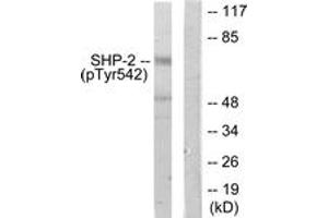 Western blot analysis of extracts from A431 cells, using SHP-2 (Phospho-Tyr542) Antibody. (PTPN11 antibody  (pTyr542))