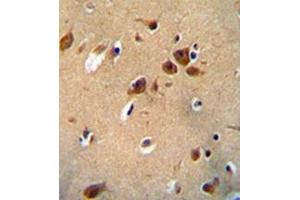 Immunohistochemistry analysis in formalin fixed and paraffin embedded human brain tissue reacted with PKHG1 Antibody (C-term) followed which was peroxidase conjugated to the secondary antibody and followed by DAB staining. (PLEKHG1 antibody  (C-Term))