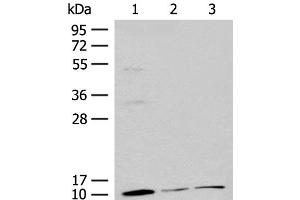 Western blot analysis of Mouse adrenal gland tissue Rat lung tissue 231 cell lysates using RPS27L Polyclonal Antibody at dilution of 1:400 (RPS27L antibody)