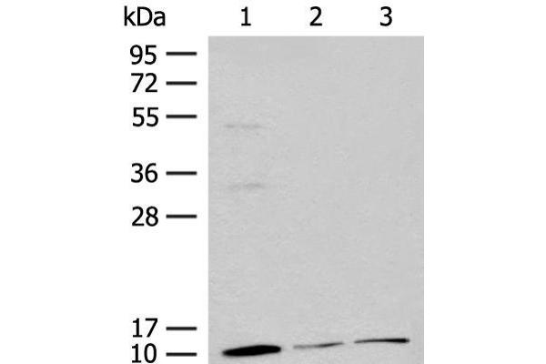 RPS27L antibody
