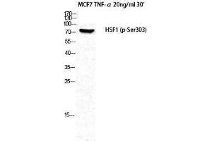Western Blotting (WB) image for anti-Heat Shock Factor Protein 1 (HSF1) (pSer303) antibody (ABIN3182032) (HSF1 antibody  (pSer303))