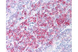 Anti-C1QTNF4 / CTRP4 antibody IHC of human tonsil. (C1QTNF4 antibody  (C-Term))