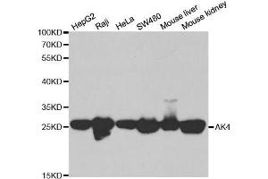 Western blot analysis of extracts of various cell lines, using AK4 antibody. (AK4 antibody  (AA 1-223))