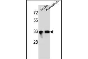 SYP Antibody (C-term) (ABIN6242563 and ABIN6577334) western blot analysis in mouse brain,cerebellum tissue lysates (35 μg/lane). (Synaptophysin antibody  (C-Term))