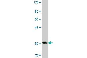 Western Blot detection against Immunogen (31. (PSIP1 antibody  (AA 1-50))