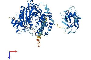 WBSCR17 Protein (AA 1-558) (His tag)