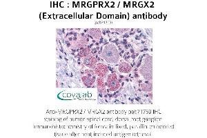 Image no. 1 for anti-G Protein-Coupled Receptor MRGX2 (MRGPRX2) (2nd Extracellular Domain) antibody (ABIN1737073) (MRGPRX2 antibody  (2nd Extracellular Domain))