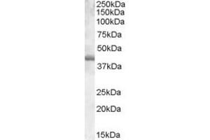 ABIN334471 (0. (SPI1 antibody  (Internal Region))