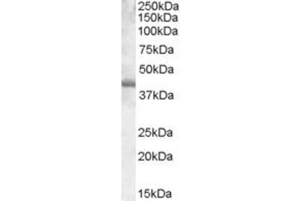 SPI1 antibody  (Internal Region)